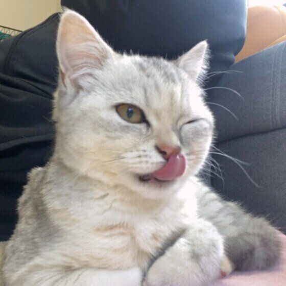 舌を出すミヌエットの子猫