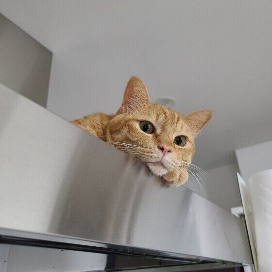 見つめる茶トラ