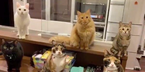 動きがシンクロする猫たち