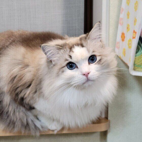 ラグドールのミーちゃん