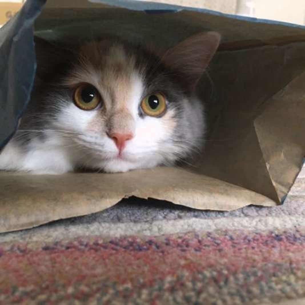 意外なしぐさも 猫が飼い主さんに見せる 10の好き好きサイン ねこのきもちweb Magazine 意外なしぐさも 猫が飼い主さんに見せる 10の好き好きサイン ねこのきもちweb Magazine