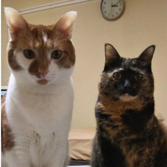 圧をかける猫たち