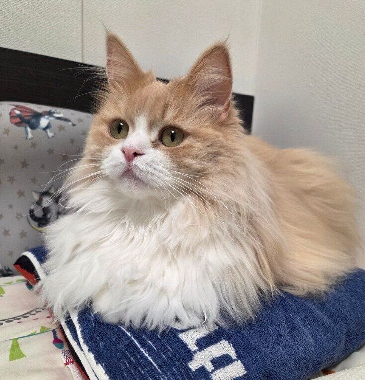 飼い主さんの枕に鎮座するマシュちゃん