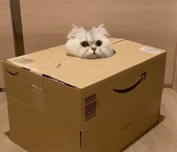 ダンボールに入るシャルルちゃん