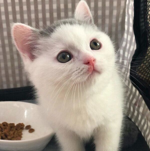 見つめるカツヲくん