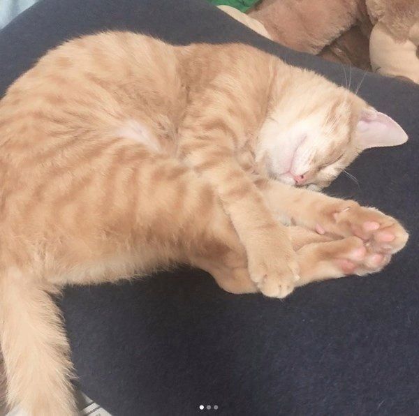 おもしろいポーズで眠る猫