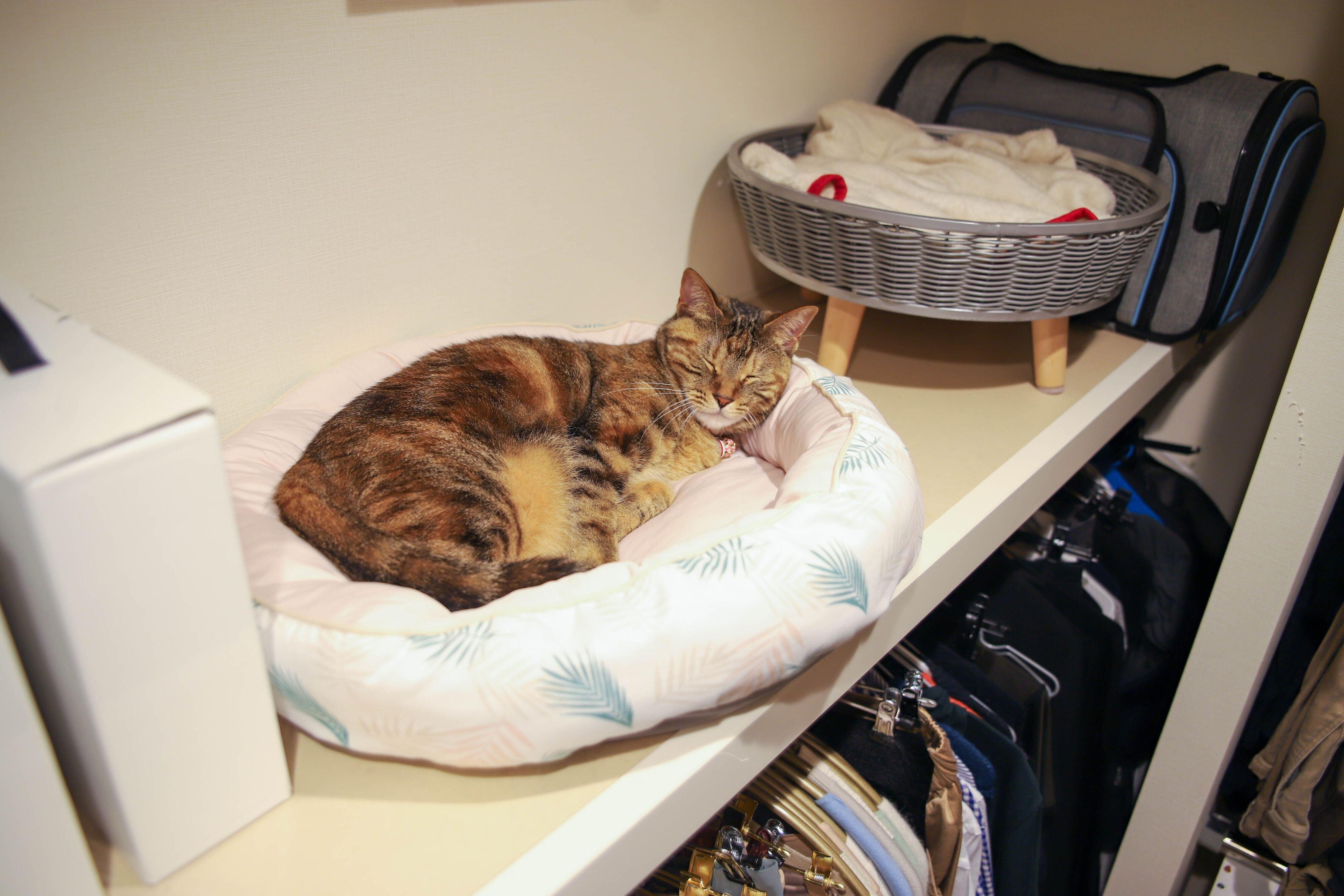 ねこのきもち2021年9月号