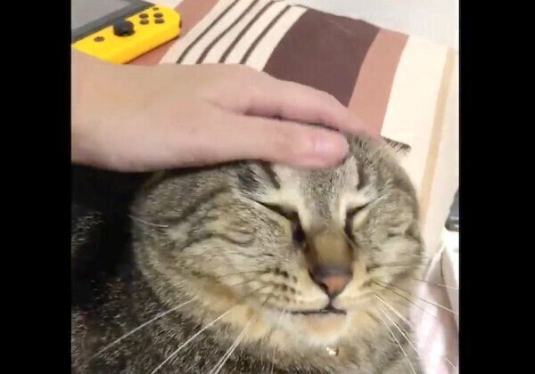 ナデナデしてもらうイサムちゃん