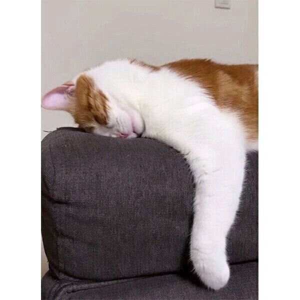 「ごめん寝」をするはなちゃん