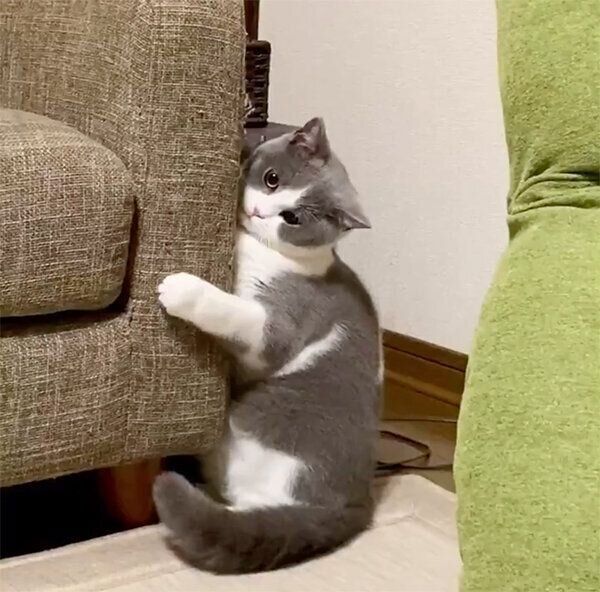 ソファに甘えるウォルくん