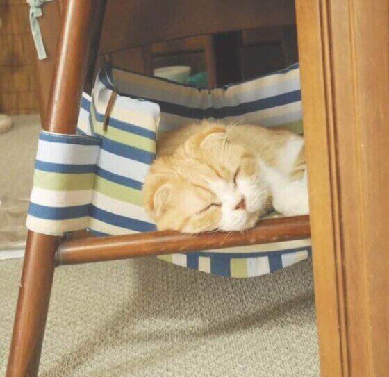 ハンモックで眠るマンチカン