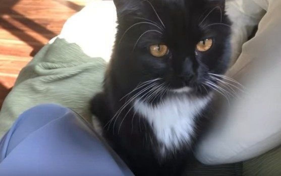 大好きなママさんを独り占めできて幸せそうな猫 そのときとった行動とは ねこのきもちweb Magazine 大好きなママさんを独り占めできて幸せそうな猫 そのときとった行動とは ねこのきもちweb Magazine