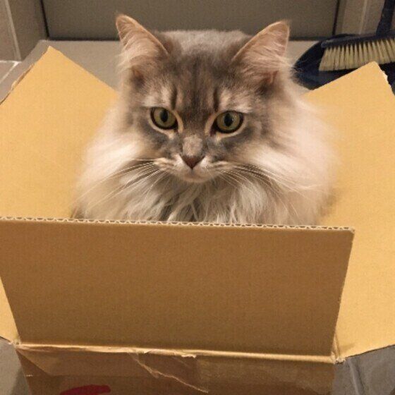 ダンボールに入るサイベリアン