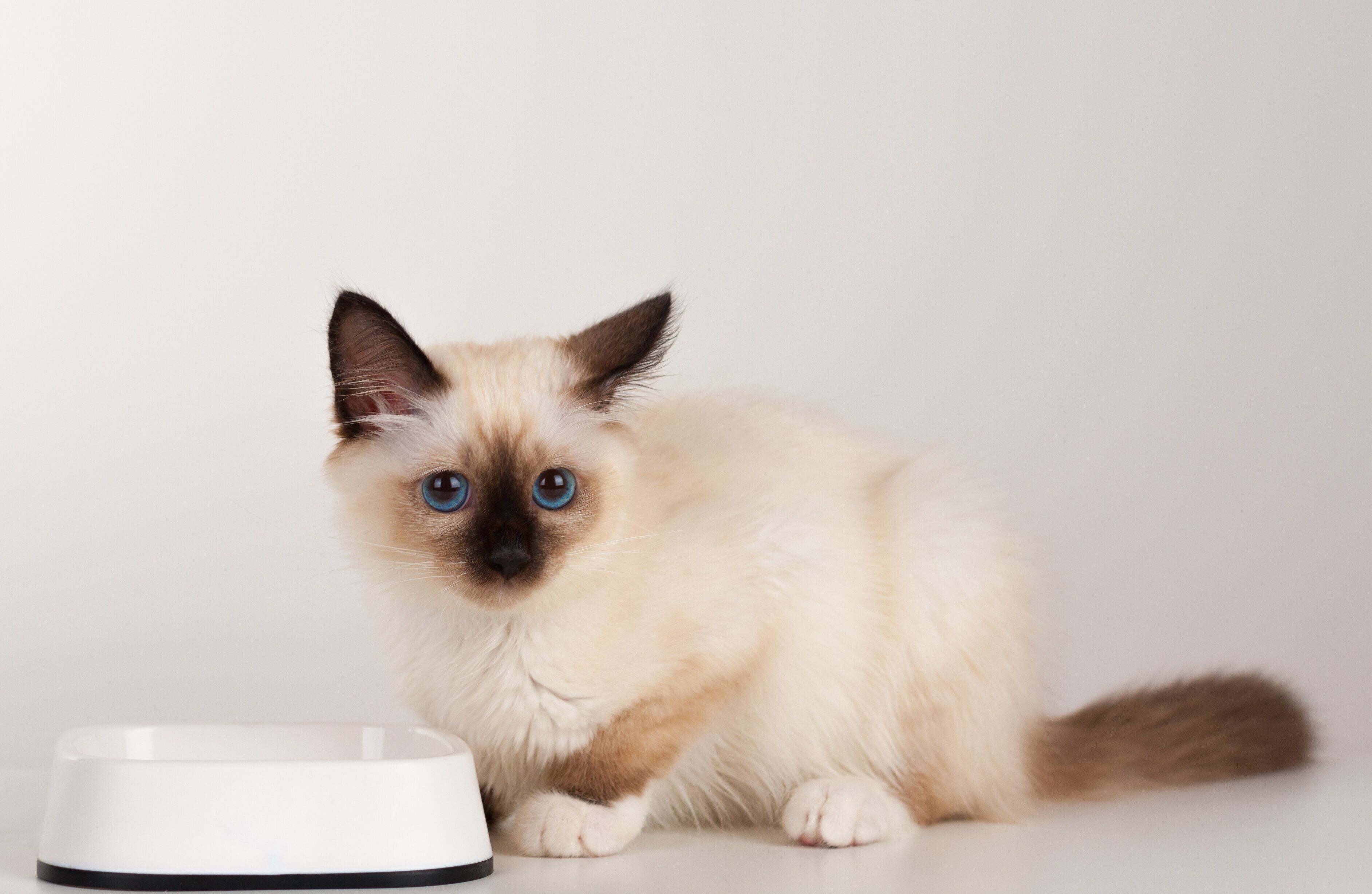 フード皿の前に座る猫