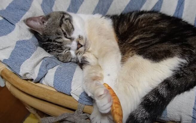 猫　リキちゃん