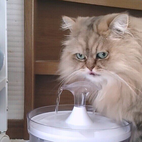 自動給水器で水を飲むペルシャ