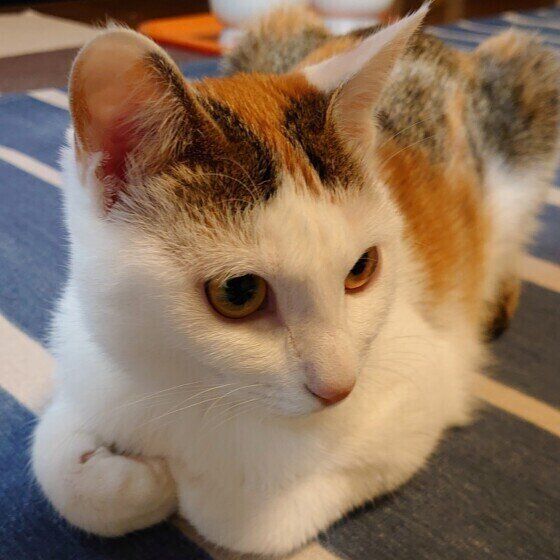 ミケのみつばちゃん