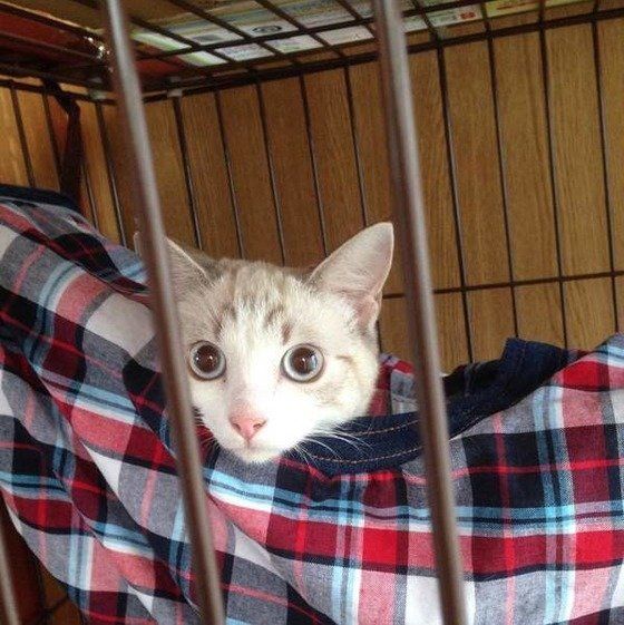 ハンモックに揺られるマンチカン