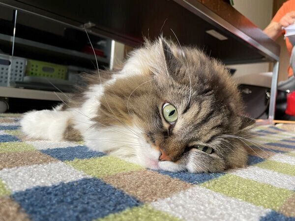 まったりする小次郎くん