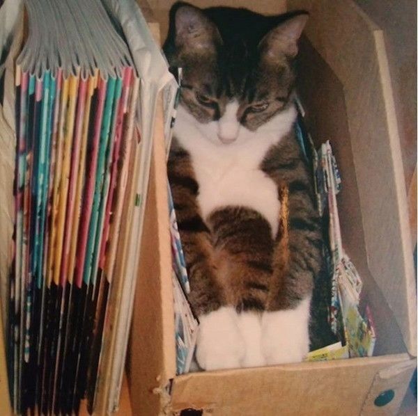 ハマるニャンコ