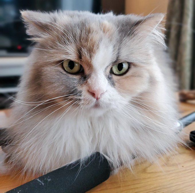 飼い主を見つめるサイベリアン