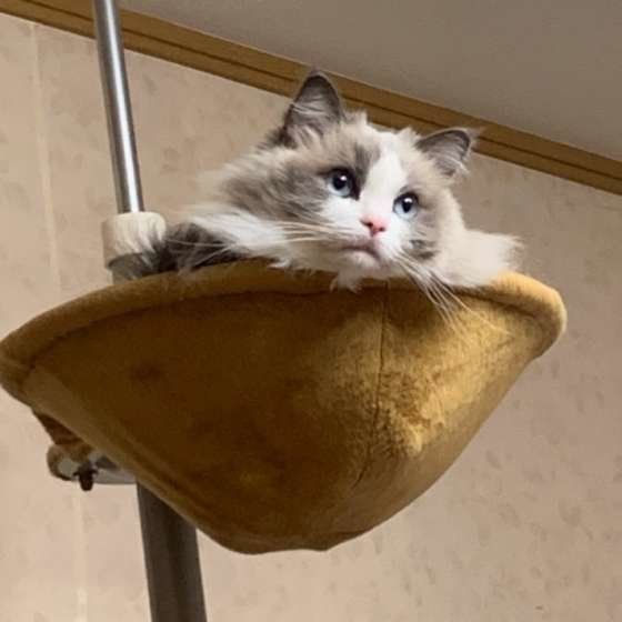 ラグドールのしろにゃんちゃん