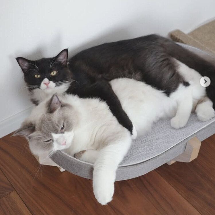 最近のちょびくんとエマちゃん