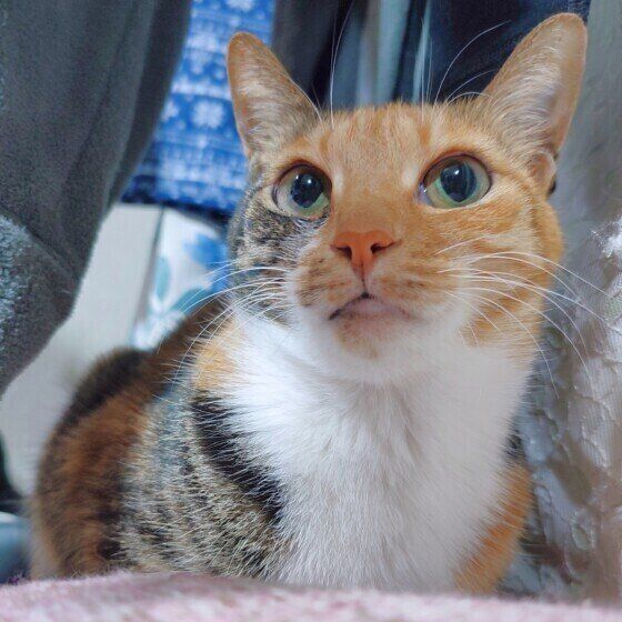 ミケの鈴ちゃん