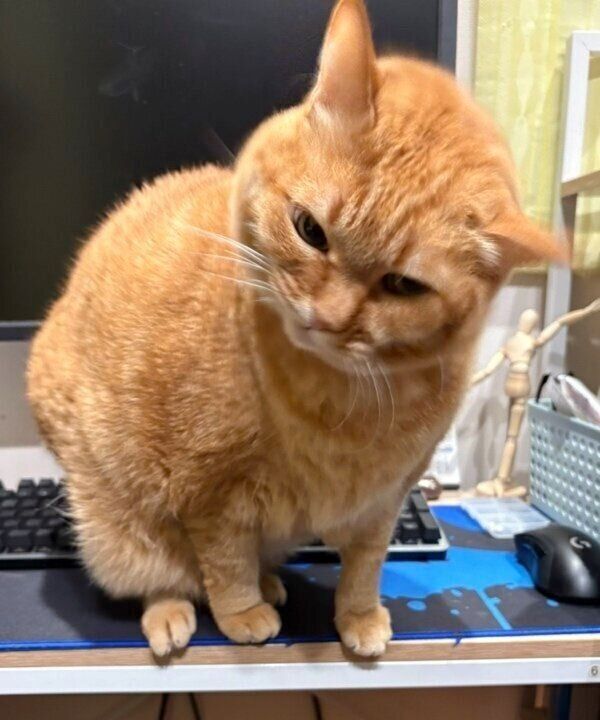 パソコンデスクを占拠