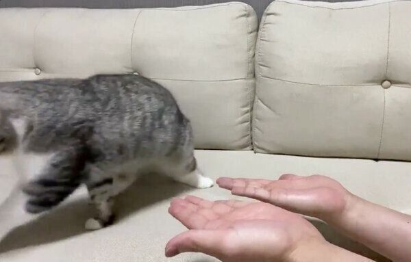 立ち去るもちまるくん