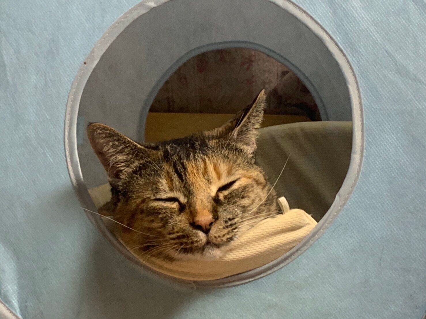 画像／ねこのきもち