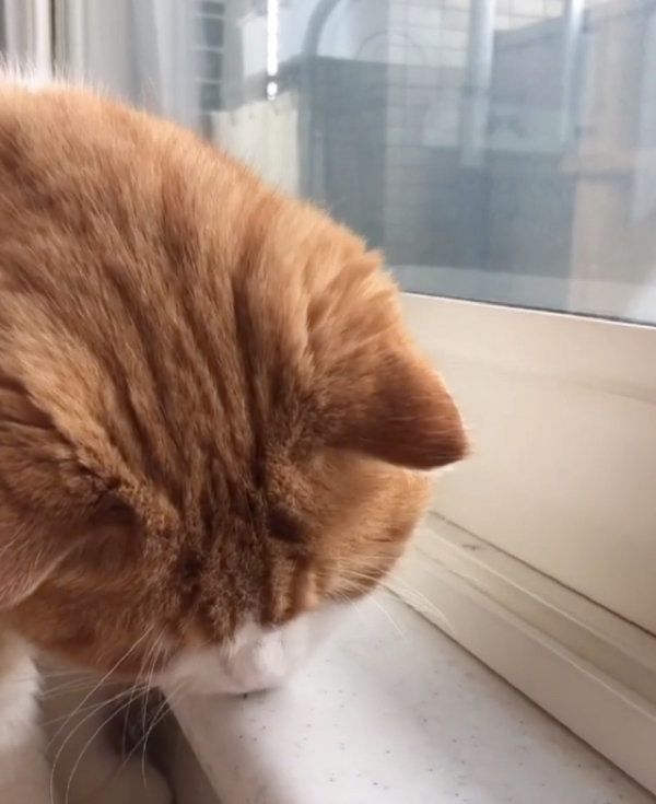 虫に翻弄されるスコティッシュフォールド