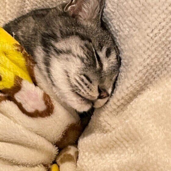 眠っているまるしぇくん