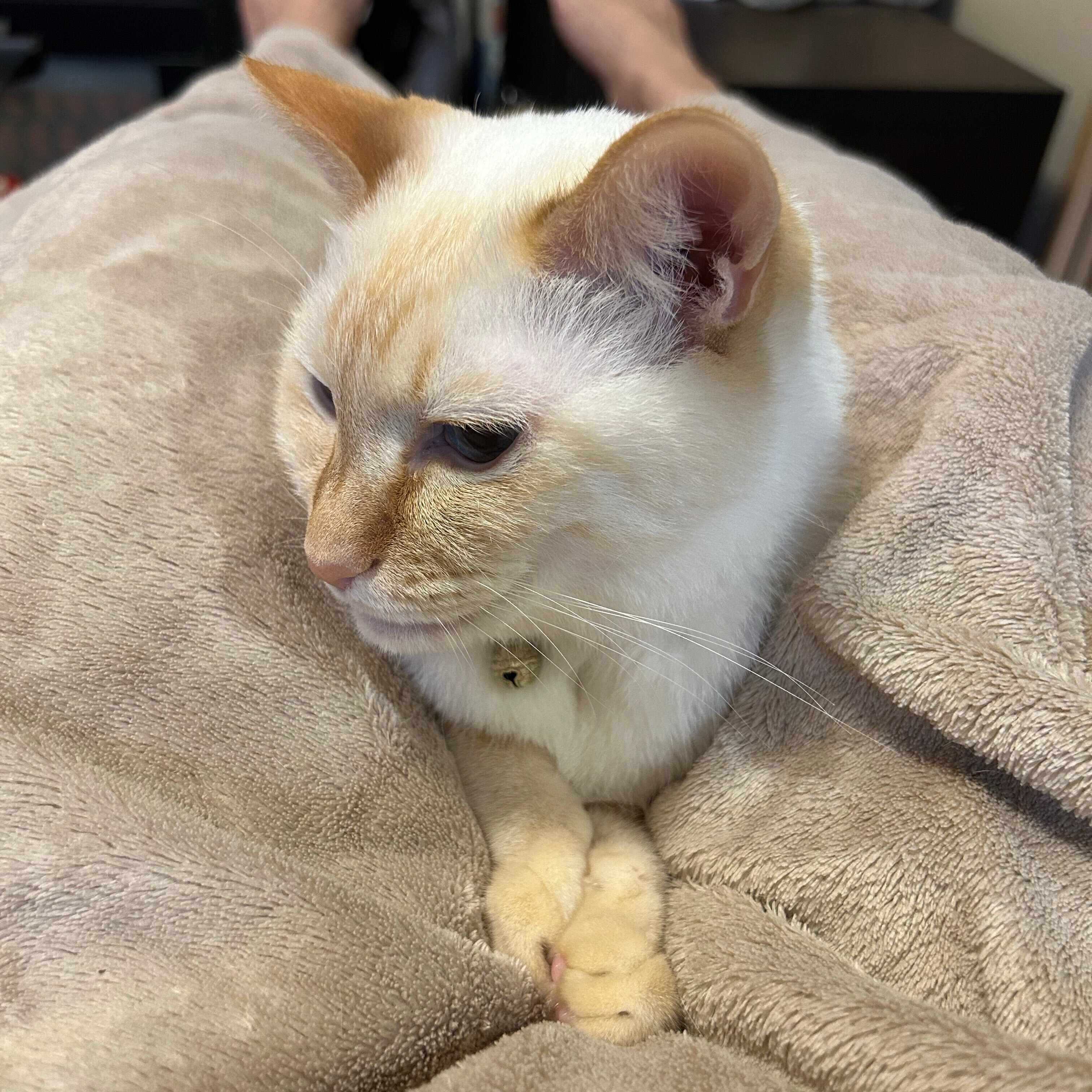 8才になった白玉ちゃん