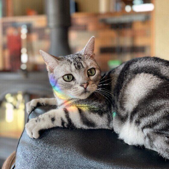 背もたれに乗るリヴァイちゃん（アメリカンショートヘア）