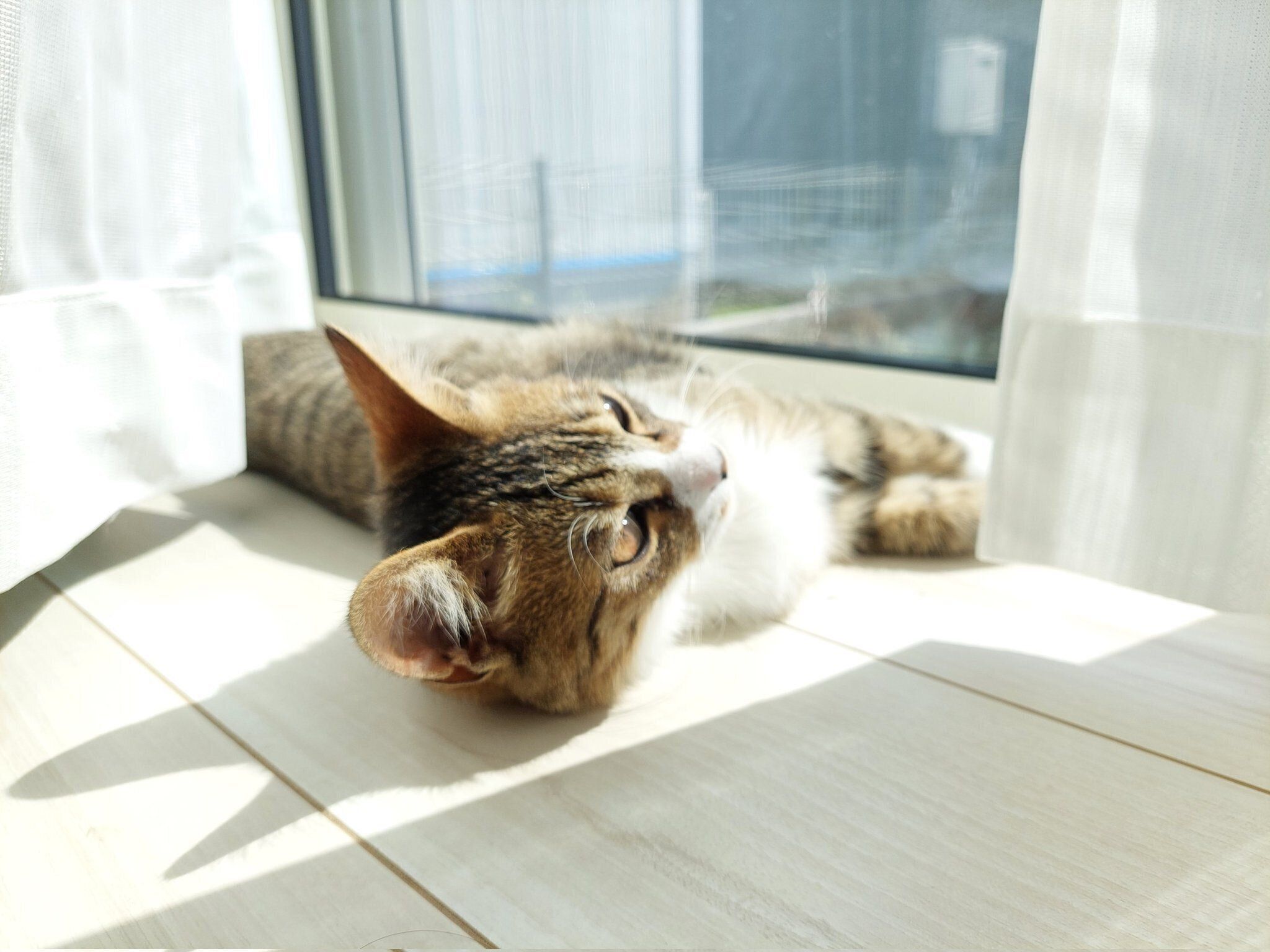 お迎え当時のあさひくん