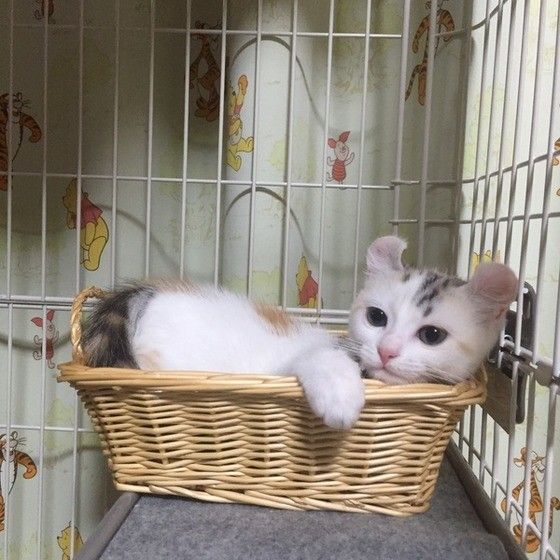 見つめるアメリカンカール