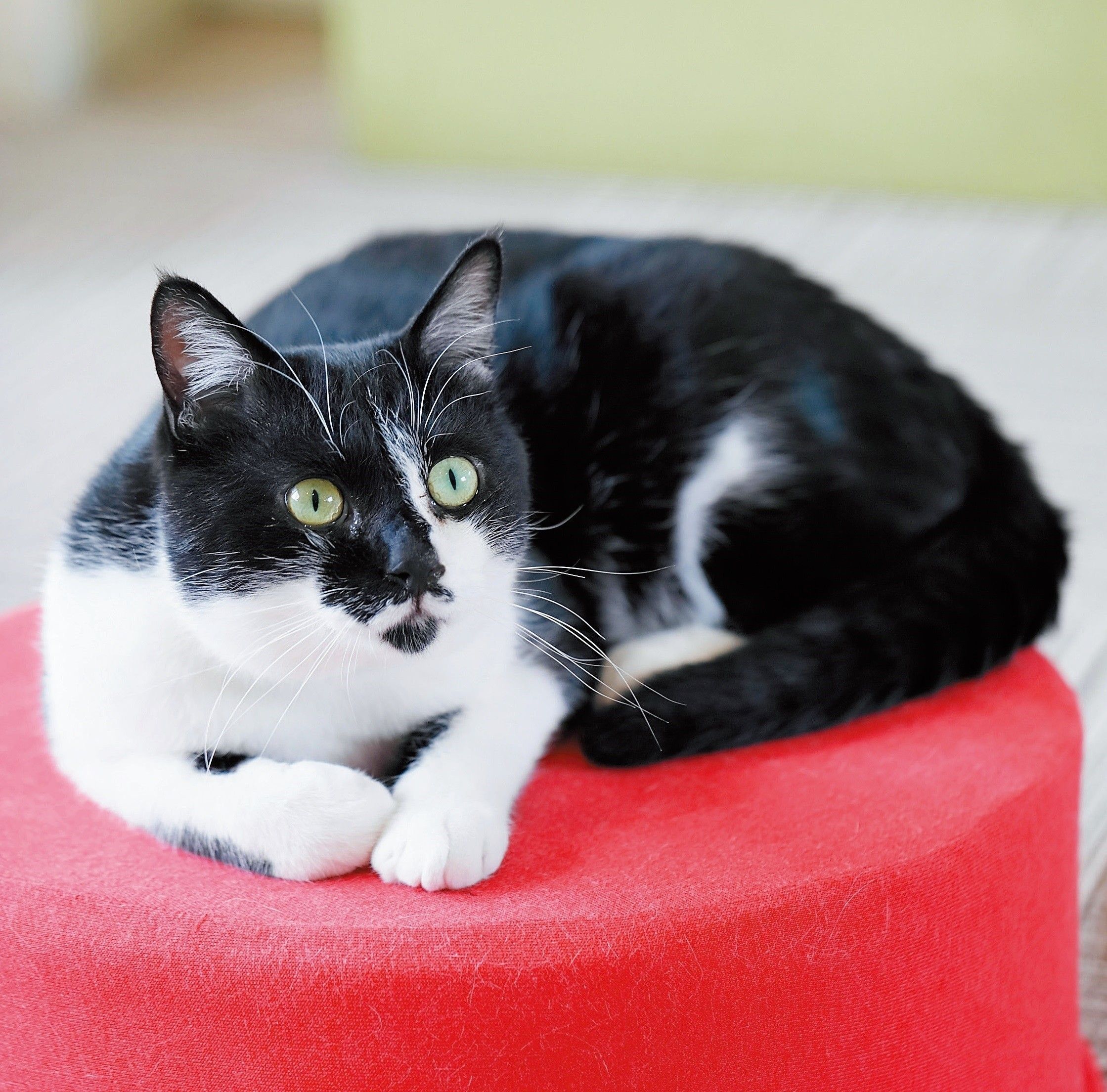 撮影／後藤さくら