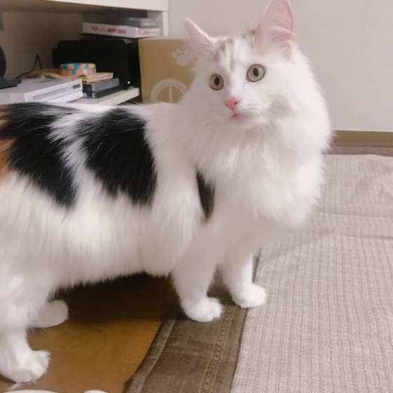 振り返るノルウェージアンフォレストキャット