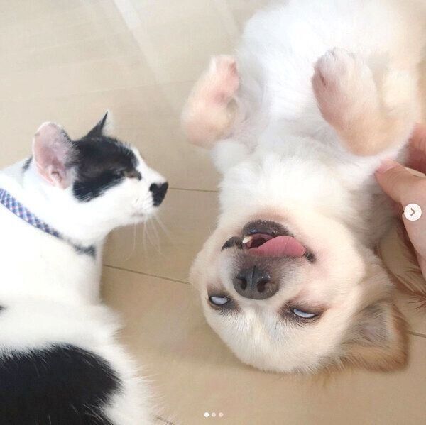 ミルクちゃんを見つめるウッシーちゃん