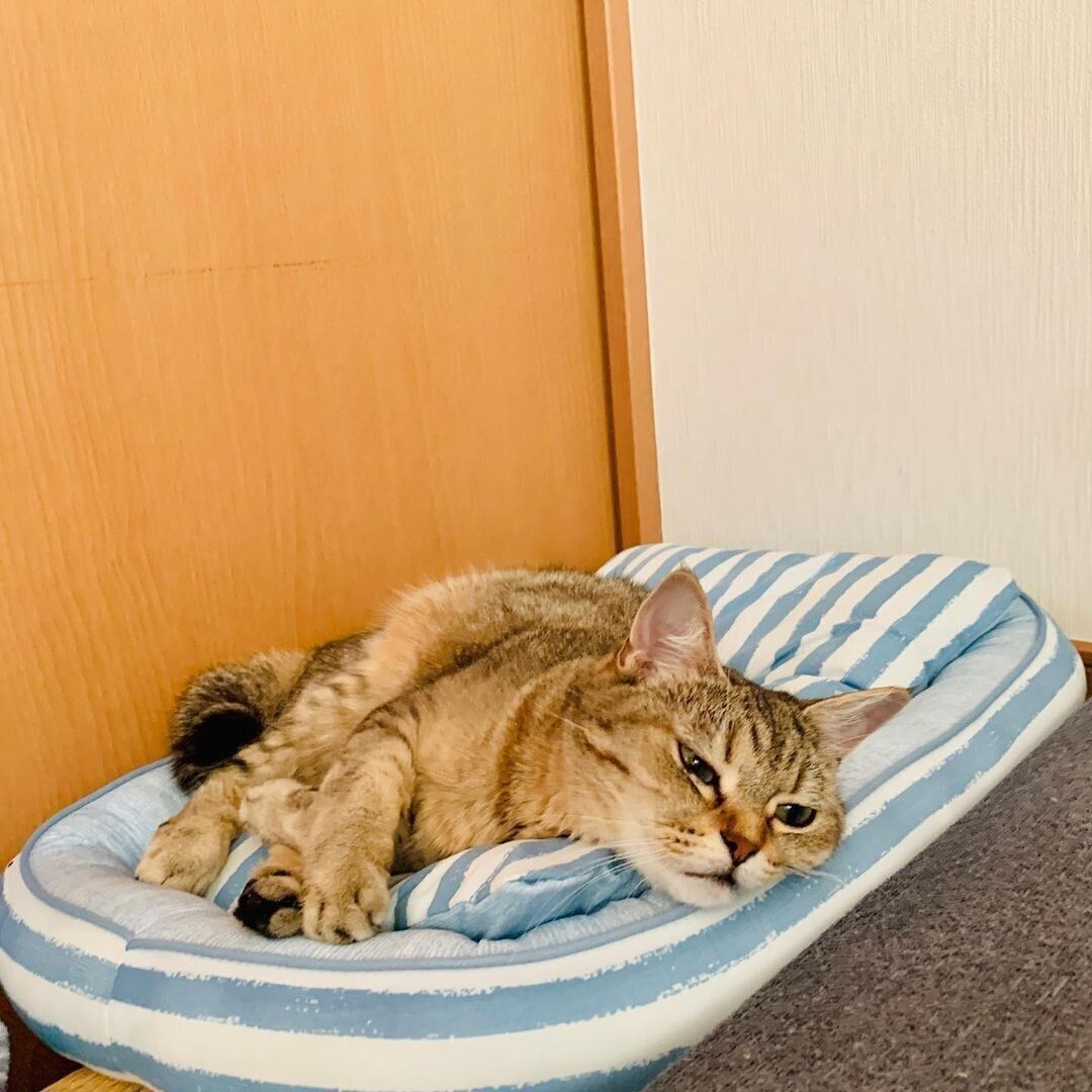 くつろいでいるミミちゃん