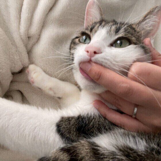 キジトラの幸くん