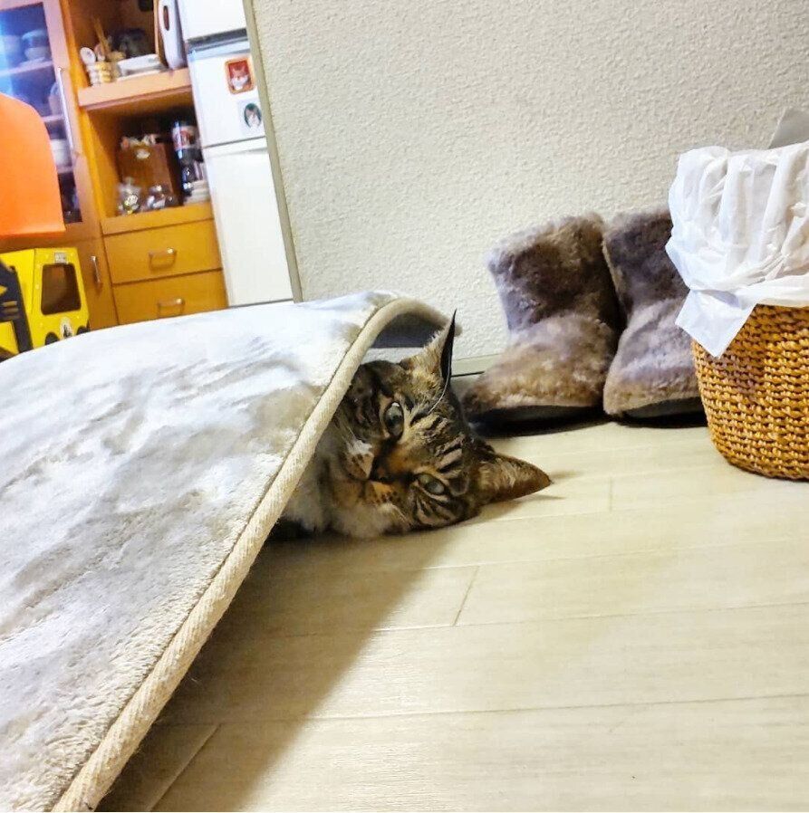 カーペットの中に入る猫