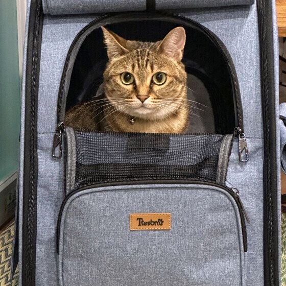 MIXキジトラのリリーちゃん