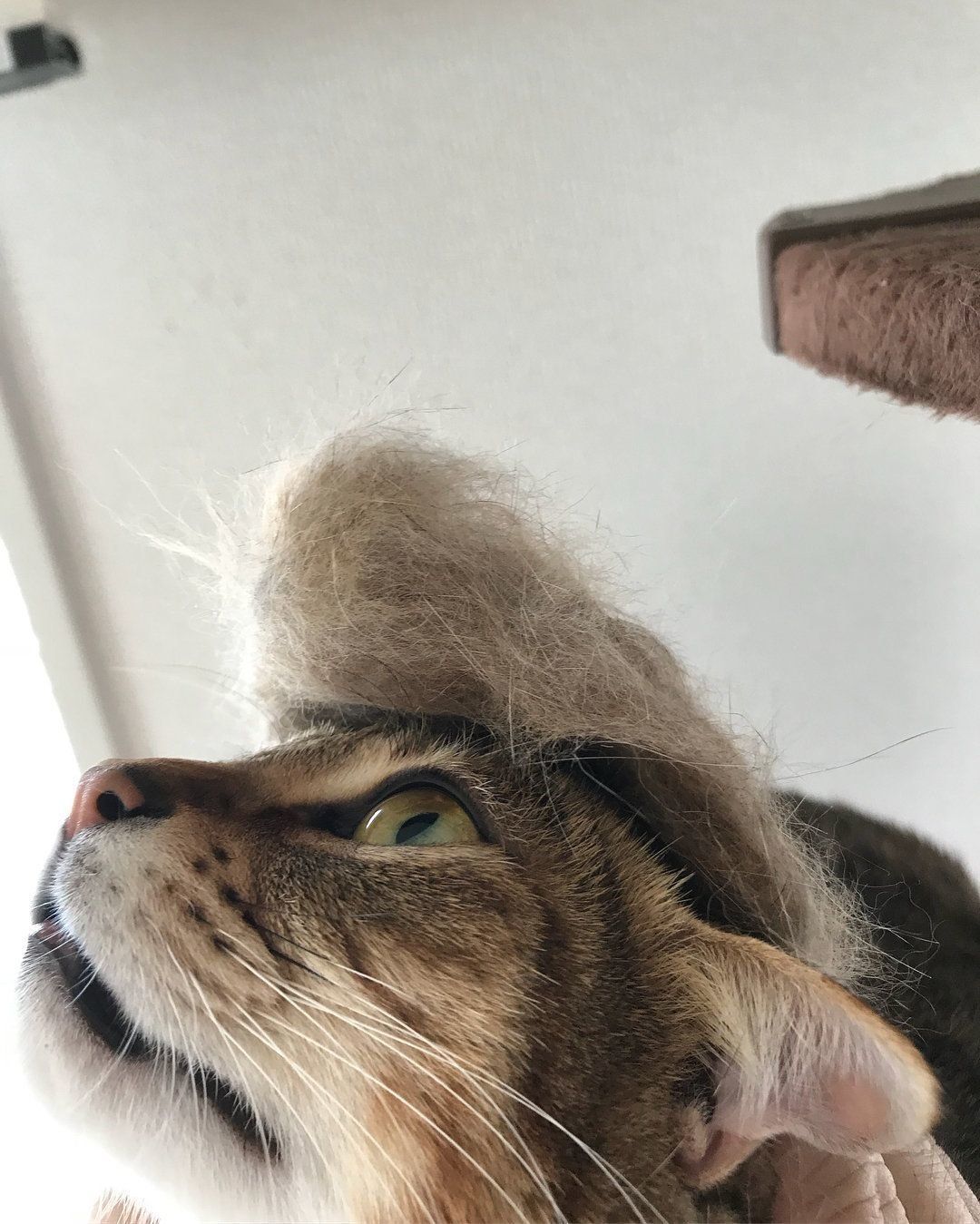 抜け毛リーゼント