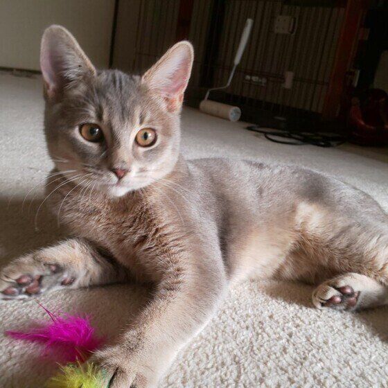 アビシニアンのリックくん