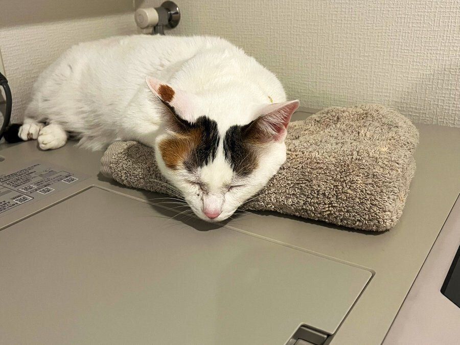 タオルを枕にして寝転がるゆずちゃん