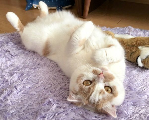 寝転がるホイップクリームちゃん