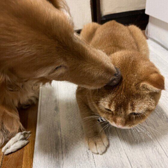 舐められるスコアくん（スコティッシュフォールド）