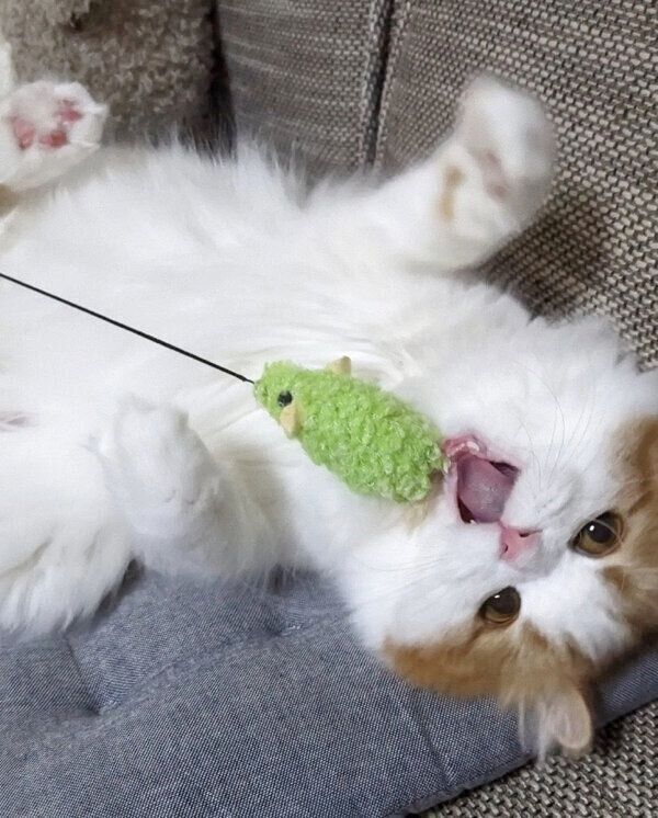猫じゃらしで遊ぶおいもちゃん